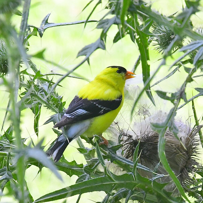 Goldfinch